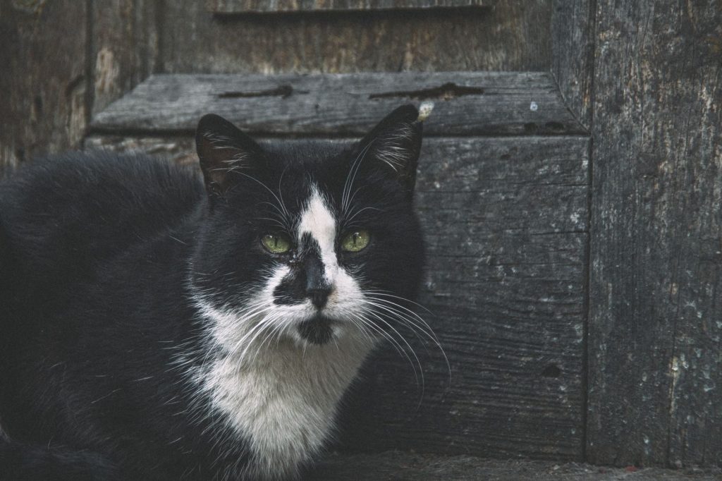 A close-up of a black and white cat sitting by a rustic wooden wall, conveying a serene atmosphere.
