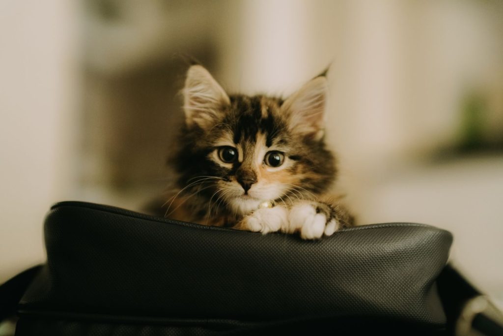 A fluffy kitten curiously peeks over a bag in an indoor setting in Istanbul, Turkey.
