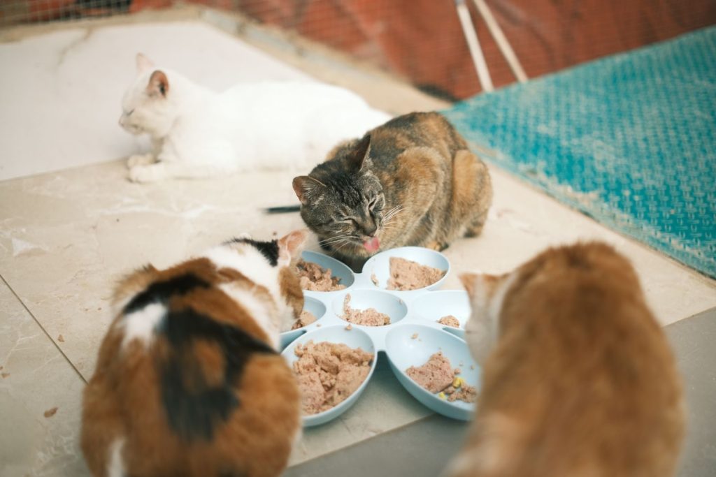 Multiple domestic cats eating together, showcasing feline friendship and care.