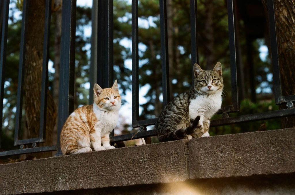 Two cats sitting on a concrete ledge against a railing in an urban setting.