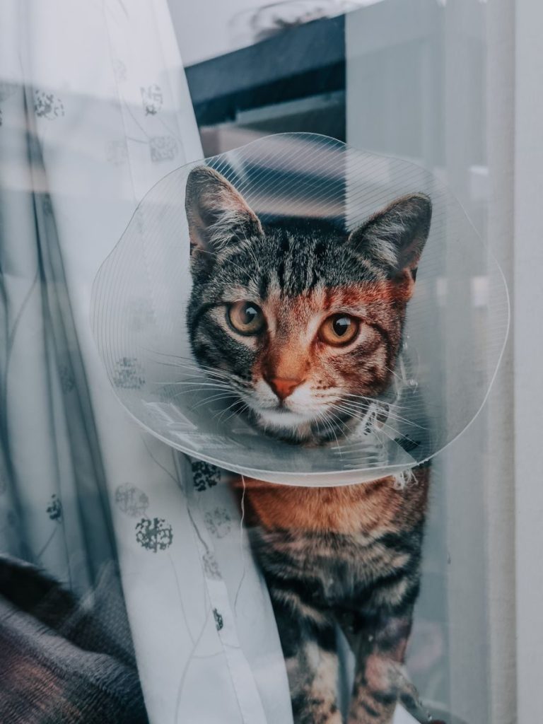 Close-up of a tabby cat wearing a cone collar, indoors by a window.