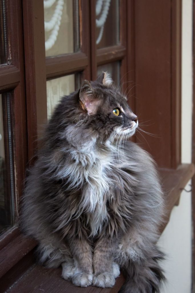 Adorable fluffy long-haired cat sitting on a windowsill, looking outside in Eskişehir, Türkiye.