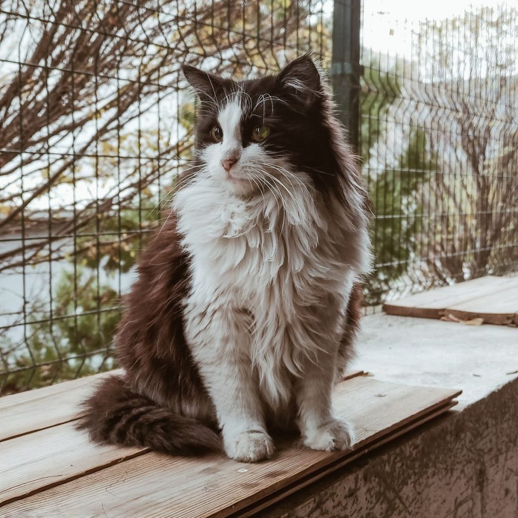 A fluffy black and white cat sitting on a wooden surface outdoors near a fence, exuding calmness.