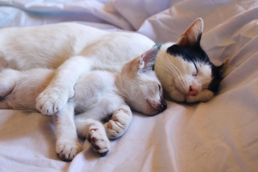 A heartwarming scene of two cats cuddling together on a soft white sheet, portraying warmth and companionship.