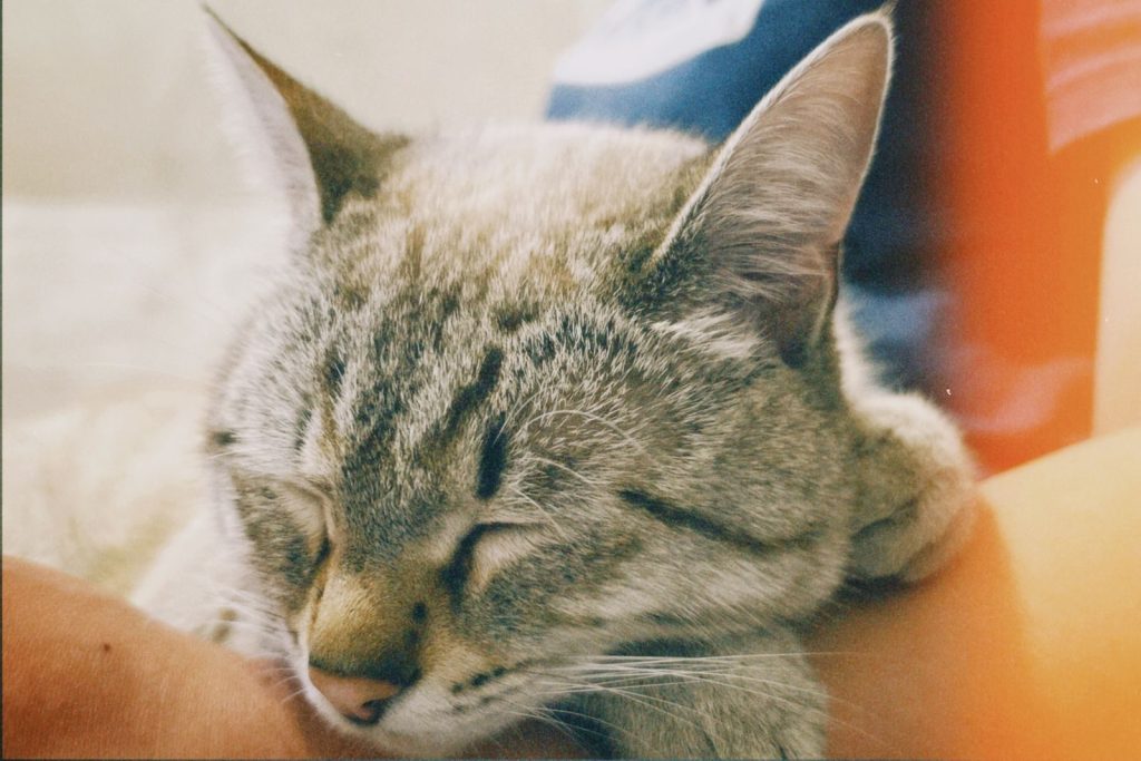 Close-up of a tabby cat sleeping peacefully, creating a serene and cozy atmosphere.