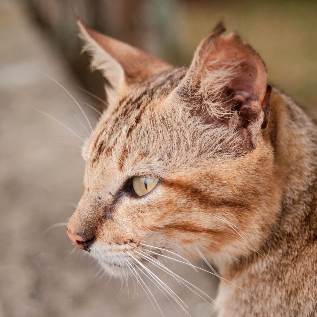 Detailed close-up of a domestic cat's face in natural light, showcasing its sharp features.