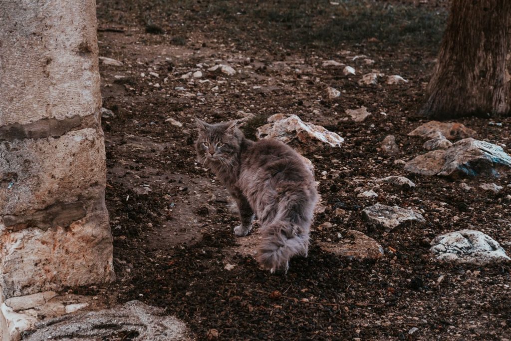 A stray cat in a rustic, historical outdoor setting in Jerusalem, Israel.