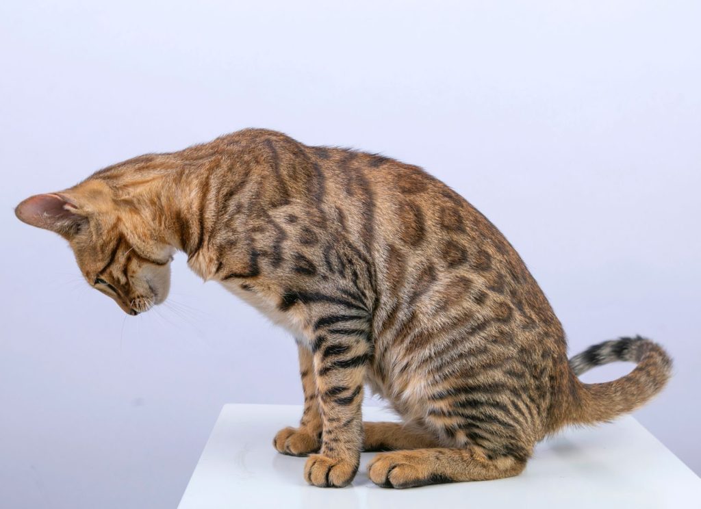 A Bengal cat with striking spots sitting in profile against a white studio background.