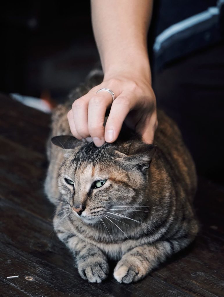 A human hand gently petting a relaxed tabby cat lying on a wooden surface indoors.