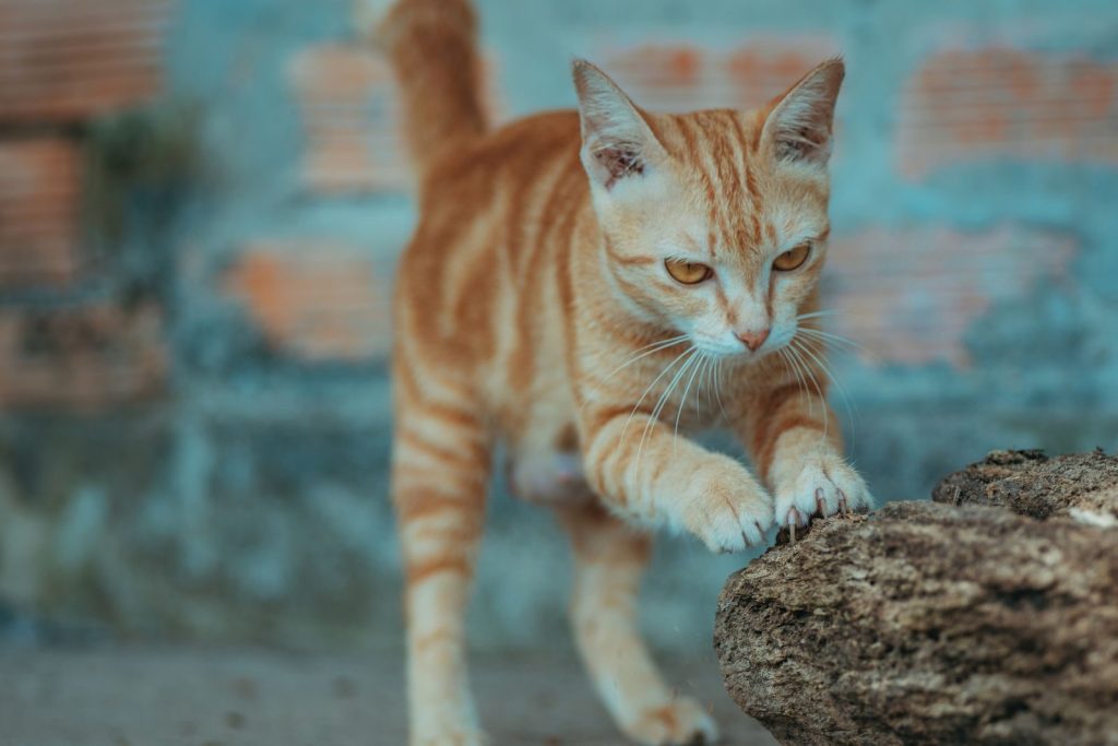 Adorable ginger cat playfully scratching a stone outdoors, showcasing its curious behavior.