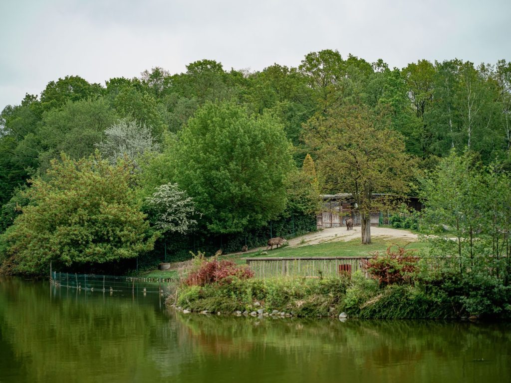 Captivating view of a wildlife reserve with a lush, green forest backdrop and serene body of water.