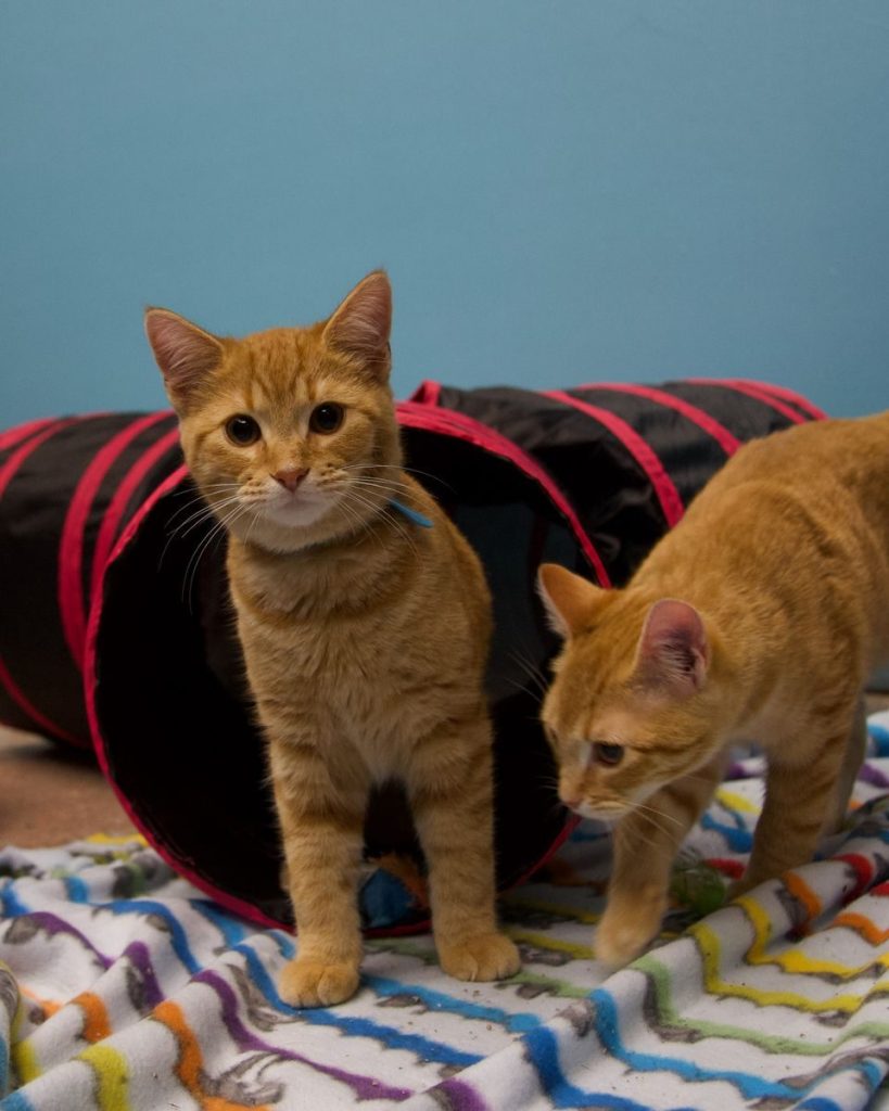 Two playful ginger kittens exploring a colorful tunnel on a blanket indoors.