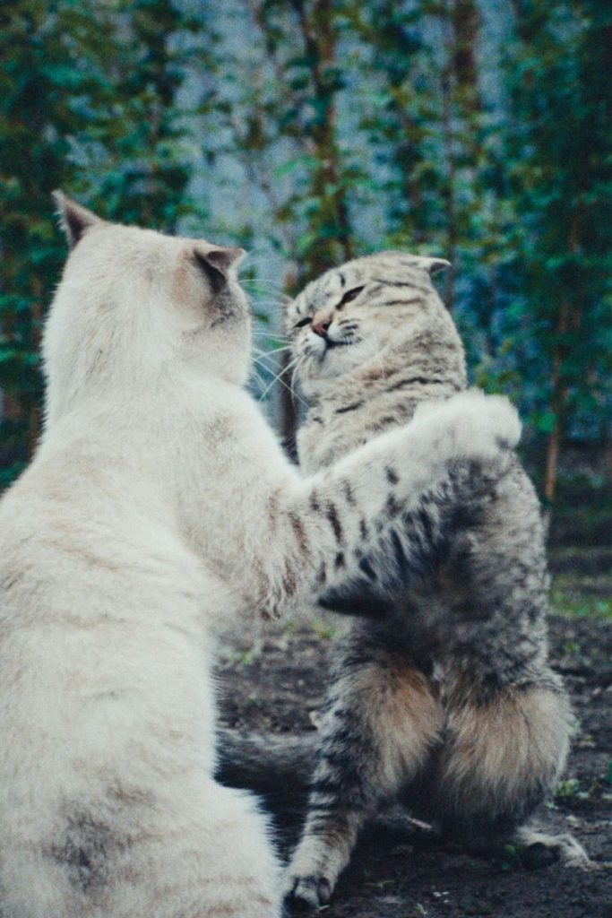 Two playful tabby cats sparring in a garden setting in Talgar, Kazakhstan.