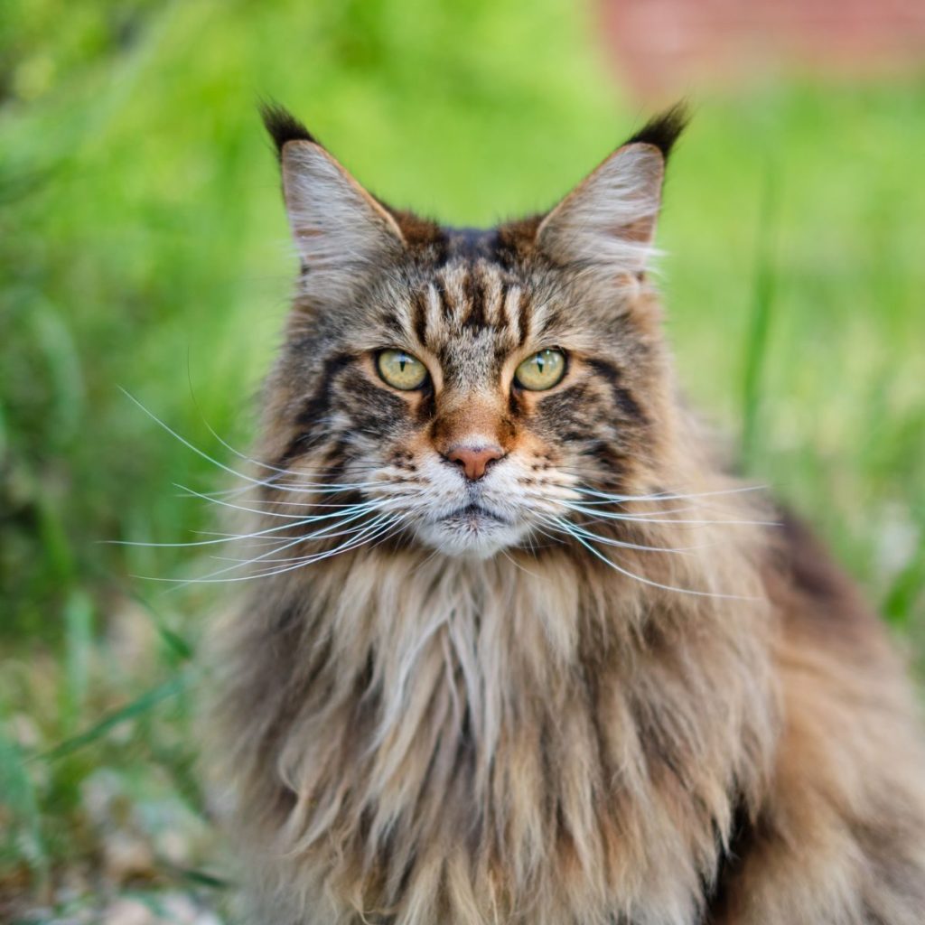 Close-up of a majestic Maine Coon cat sitting outdoors with lush greenery in the background.