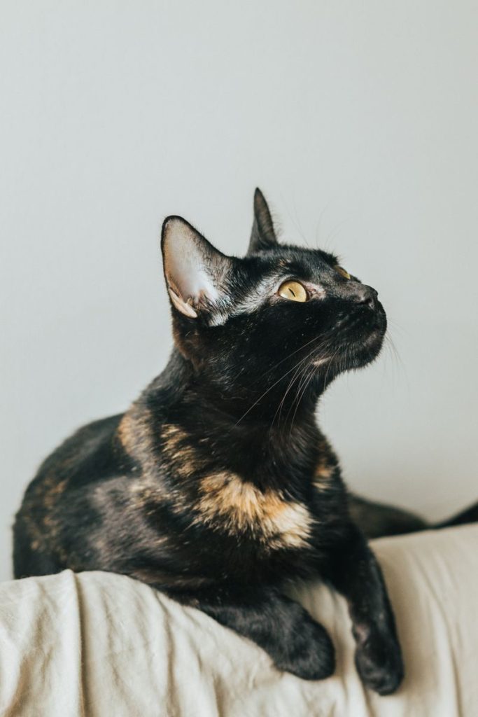 Close-up shot of a black cat with green eyes looking up on a couch, perfect for pet themes.
