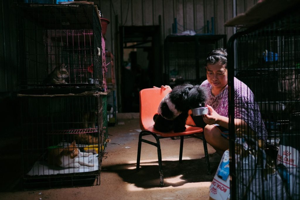 A woman feeding a dog in an animal shelter with caged cats nearby.
