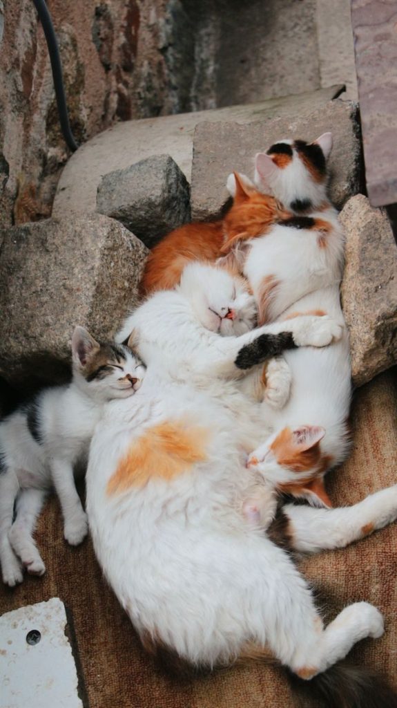 Adorable calico cats comfortably sleeping together on stone outdoors. Perfect for pet lovers.
