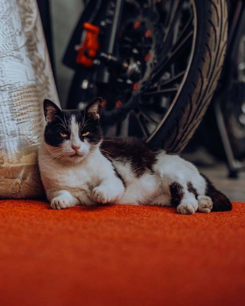 A black and white cat relaxing on a red carpet next to a motorcycle wheel indoors.