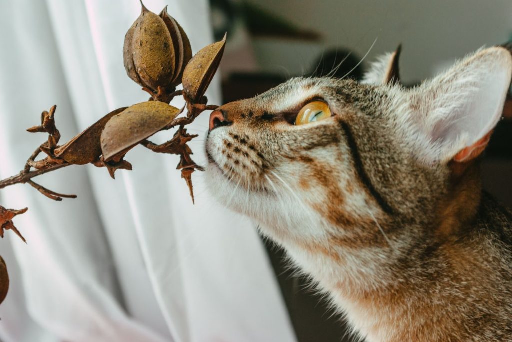 A close-up shot of a brown tabby cat sniffing dried plant indoors.