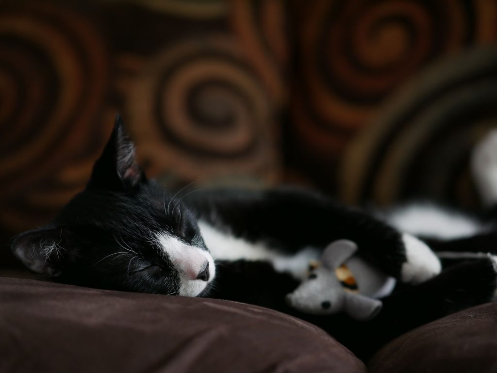 A black and white cat peacefully sleeping with a toy indoors on a cozy couch.