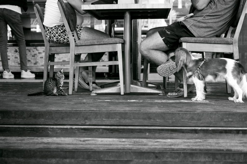 A candid black and white photo capturing a cat and dog interaction in a bar setting.