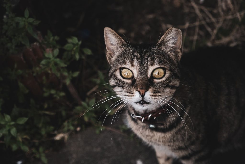 A curious tabby cat with striking yellow eyes and prominent whiskers, captured outdoors in Istanbul, Turkey.