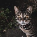 A curious tabby cat with striking yellow eyes and prominent whiskers, captured outdoors in Istanbul, Turkey.