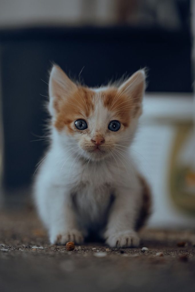 Cute white and orange kitten sitting on an outdoor concrete floor.