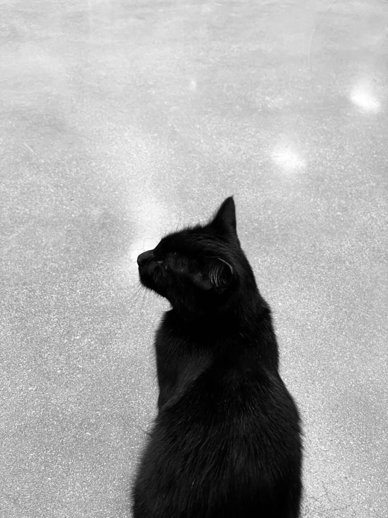 Elegant black cat in black and white, showcasing its sleek profile on a textured surface.