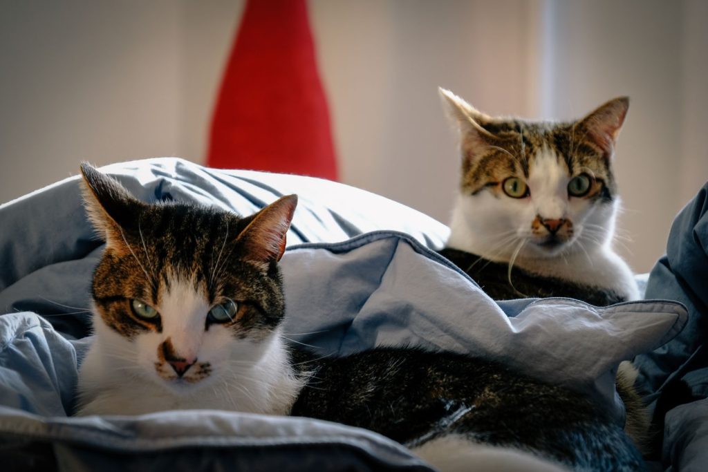 Two adorable tabby cats lounging on a cozy bed indoors, captured in natural light.