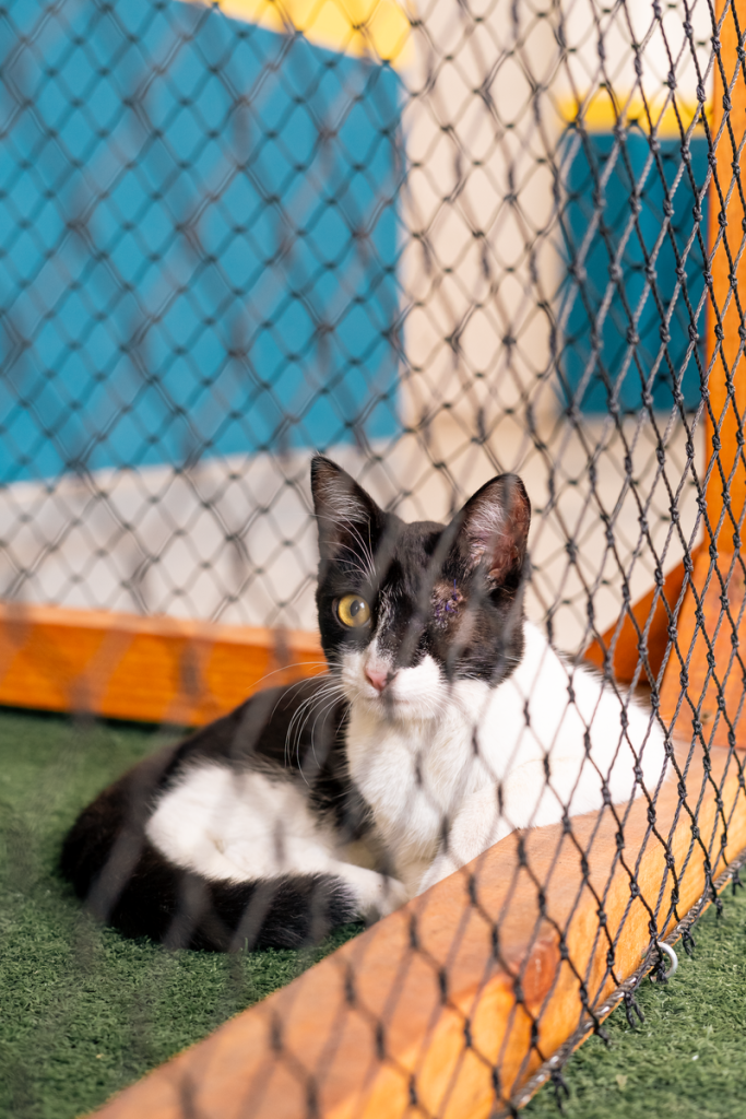 A black and white cat sitting behind a mesh fence indoors, appearing curious.