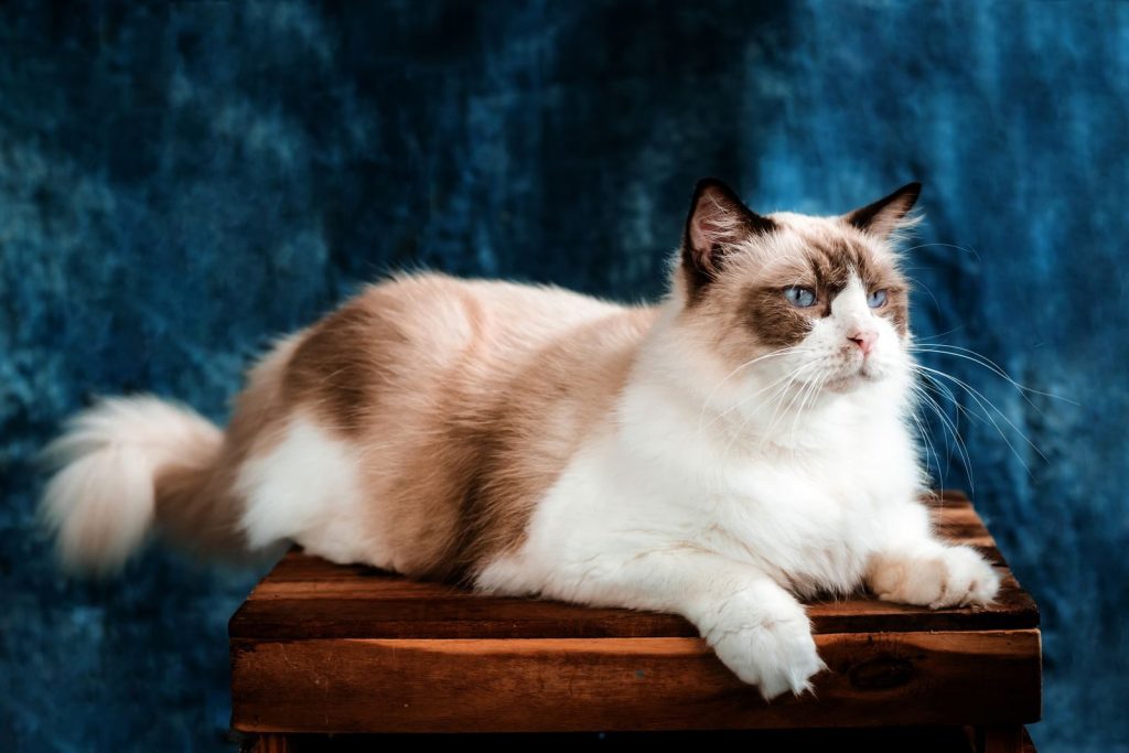 Charming white and brown Ragdoll cat posing on a wooden stool against a blue background.