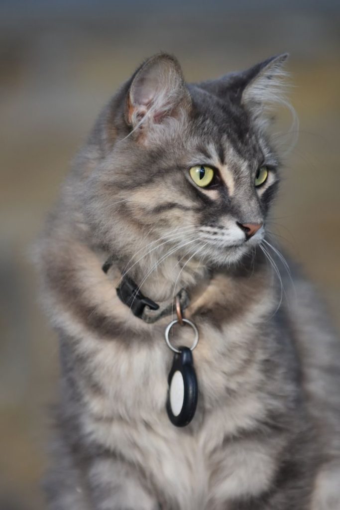 A detailed close-up of a fluffy tabby cat wearing a collar, showcasing its furry coat and bright eyes.