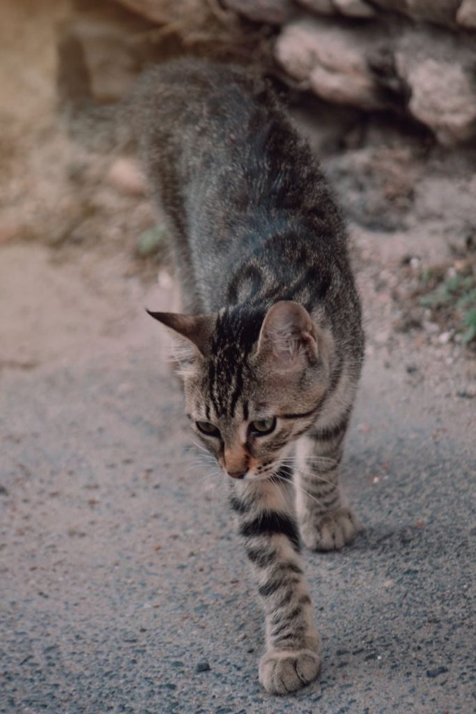 A striped tabby cat strolling outside, perfect for pet lovers and animal enthusiasts.