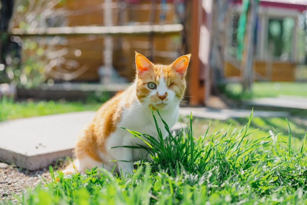 Close-up of a one-eyed ginger cat sitting in green grass outdoors on a sunny day.