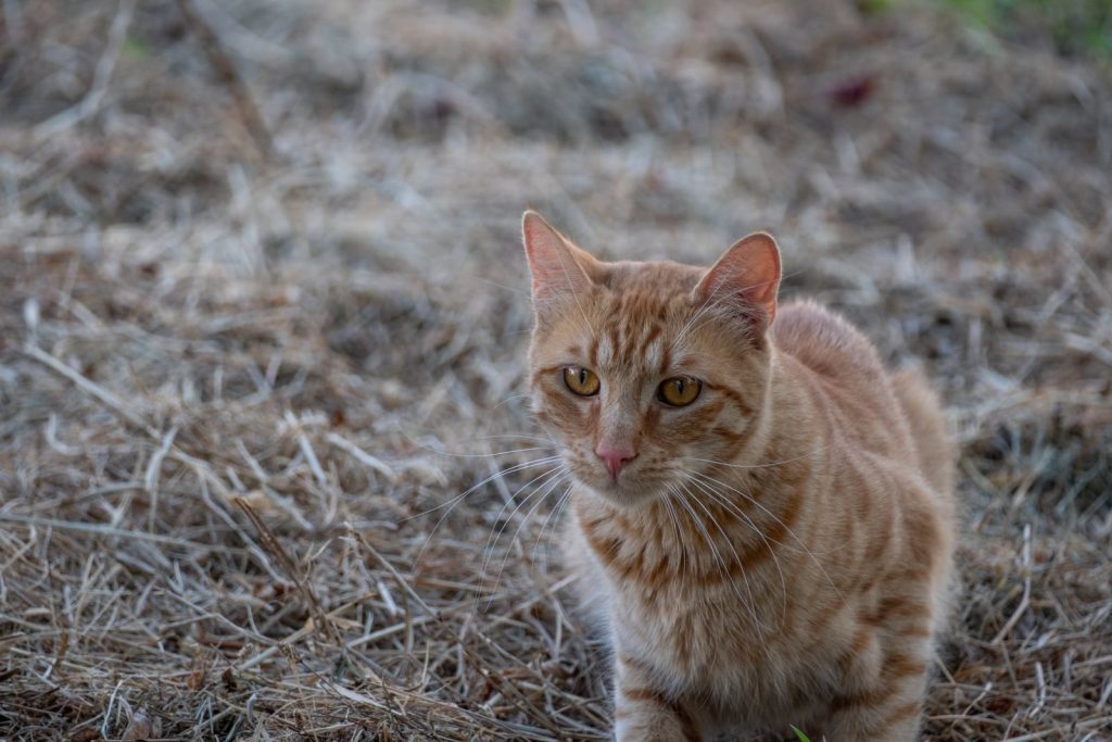 Close-up of a ginger cat sitting in a dry meadow in İzmir, Türkiye.