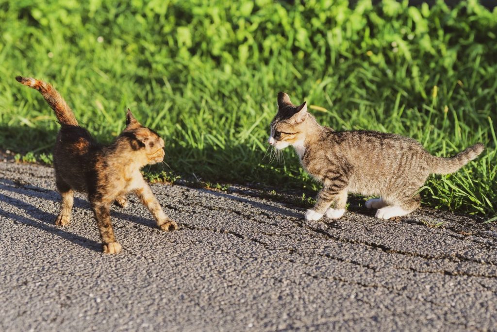 Two playful kittens enjoying the sun on a grassy path in Garešnica, Croatia.