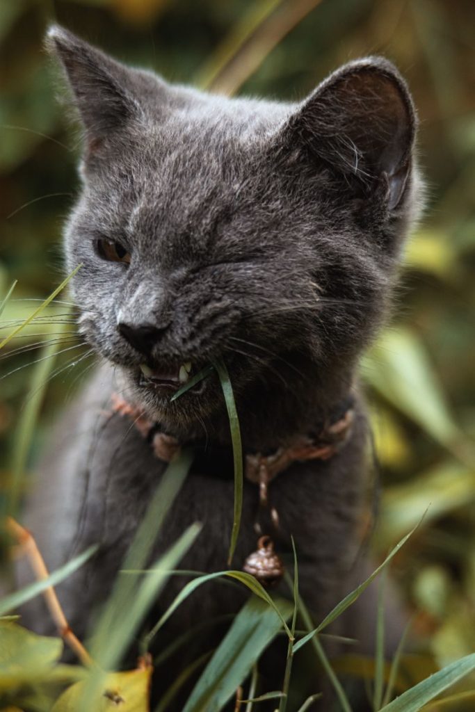 Close-up of a Russian Blue cat winking while playing in the grass.