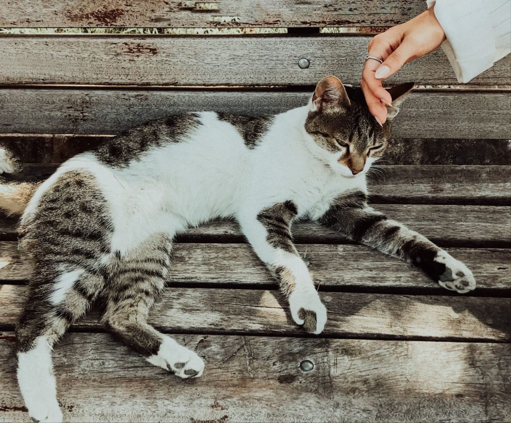 A relaxing tabby cat enjoys a gentle stroke on a wooden bench outdoors.