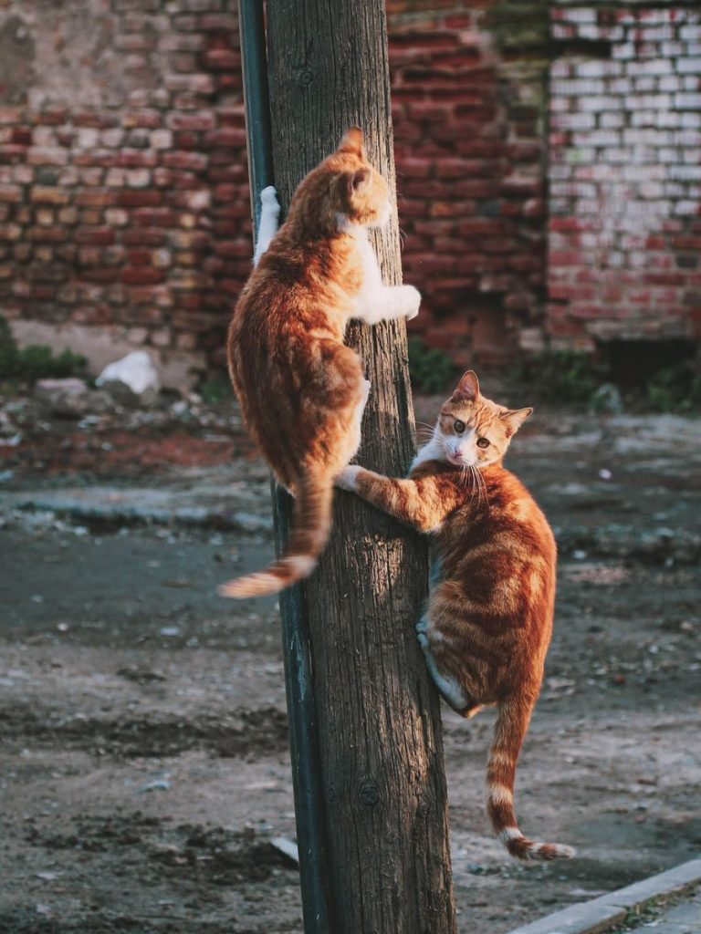 Two ginger cats climbing a wooden pole on a quiet urban street.