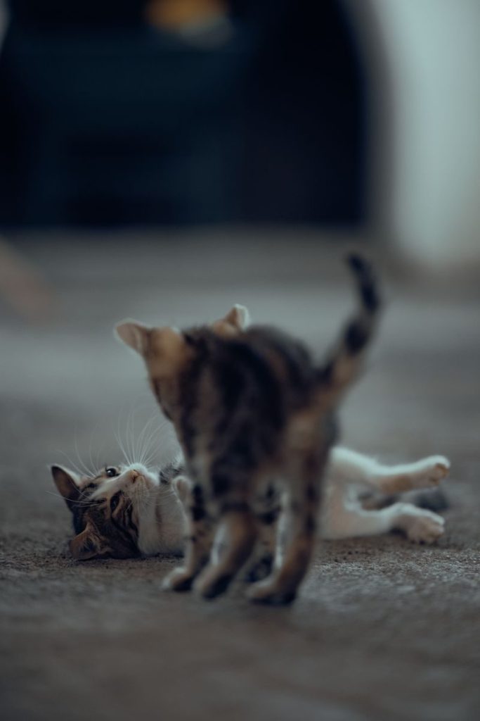 Two kittens playfully interact indoors, showcasing their adorable playfulness and curiosity.