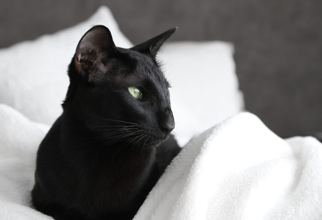 Close-up of a sleek black cat resting on a cozy white blanket, looking serene.