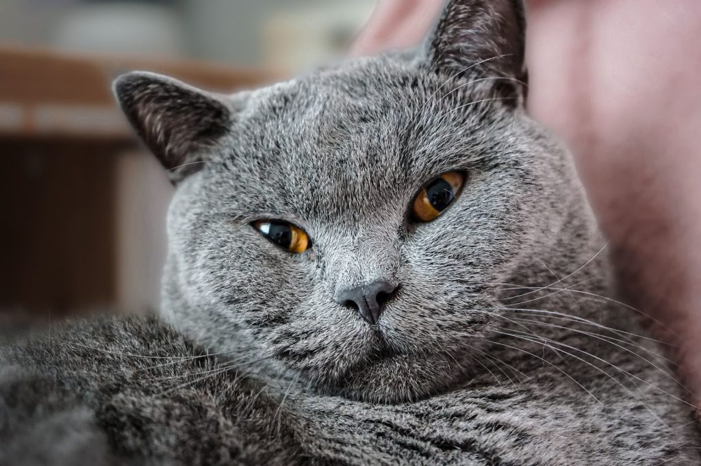 Close-up of a cute grey British Shorthair cat with striking amber eyes.