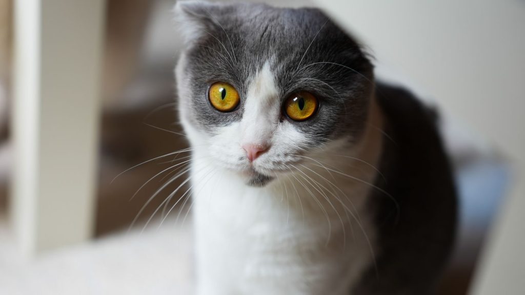 Detailed portrait of a Scottish Fold cat with striking amber eyes indoors.