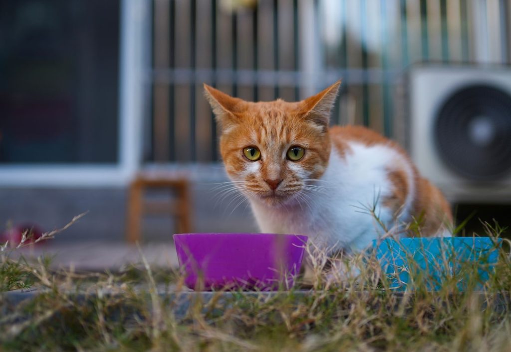 An orange and white cat in an outdoor setting, eating beside a colorful bowl.