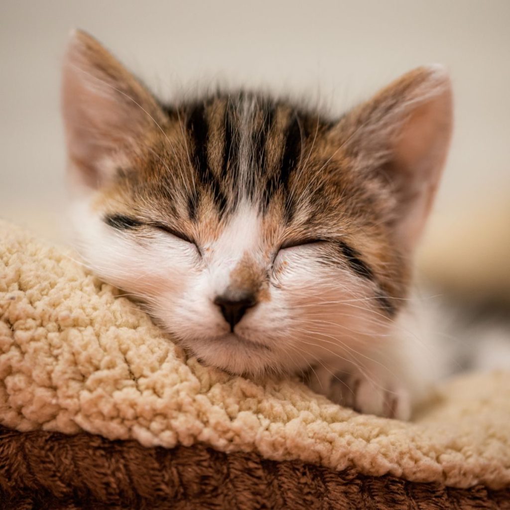 Cute kitten peacefully sleeping on a fluffy blanket with eyes closed and whiskers visible.