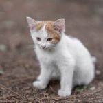 A young white and orange kitten sitting outdoors, capturing the essence of curiosity and cuteness.