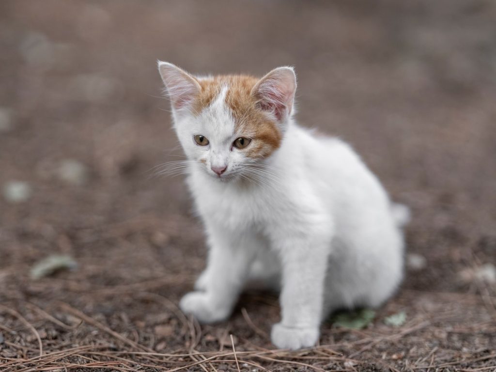 A young white and orange kitten sitting outdoors, capturing the essence of curiosity and cuteness.