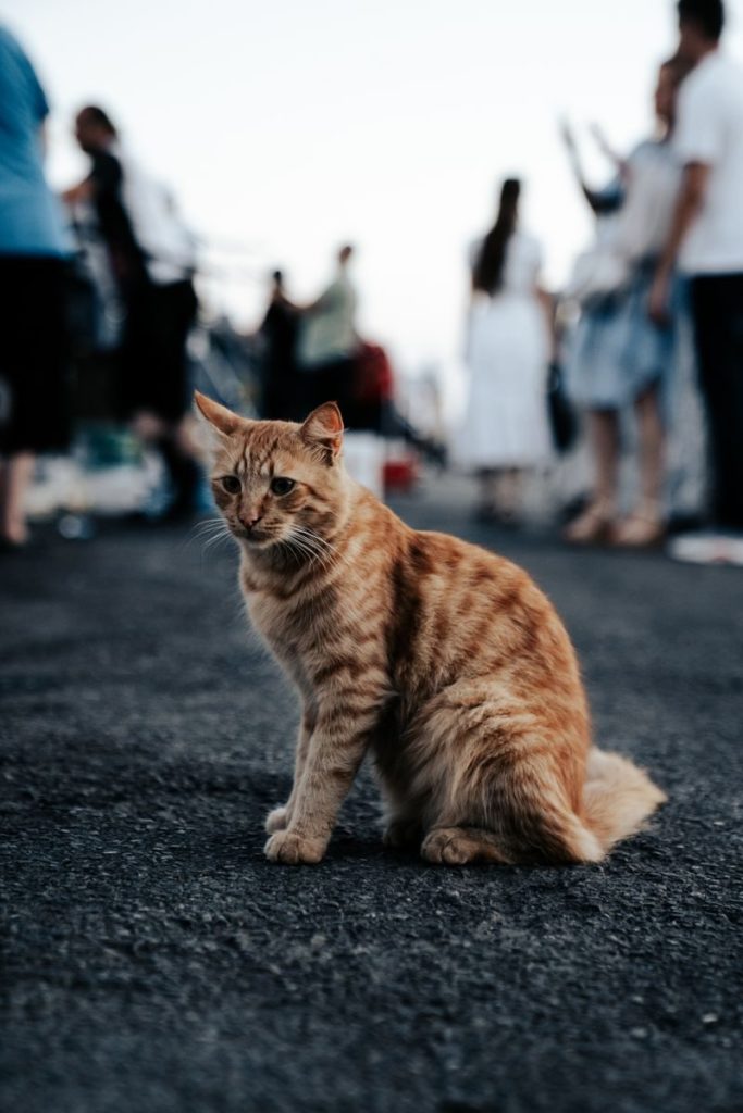A cute orange tabby cat sitting on an asphalt road with a crowd blurred in the background.