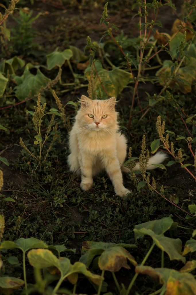 Adorable fluffy cat sitting amidst lush garden plants, creating a serene nature scene.